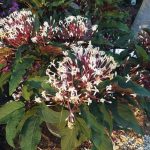 article image - 